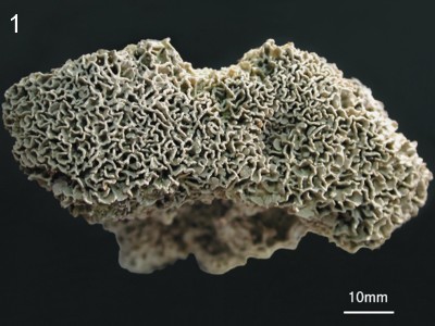 Lithophyllum byssoides